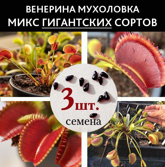 Мухоловкасемена3шт.миксГИГАНТСКИХсортов