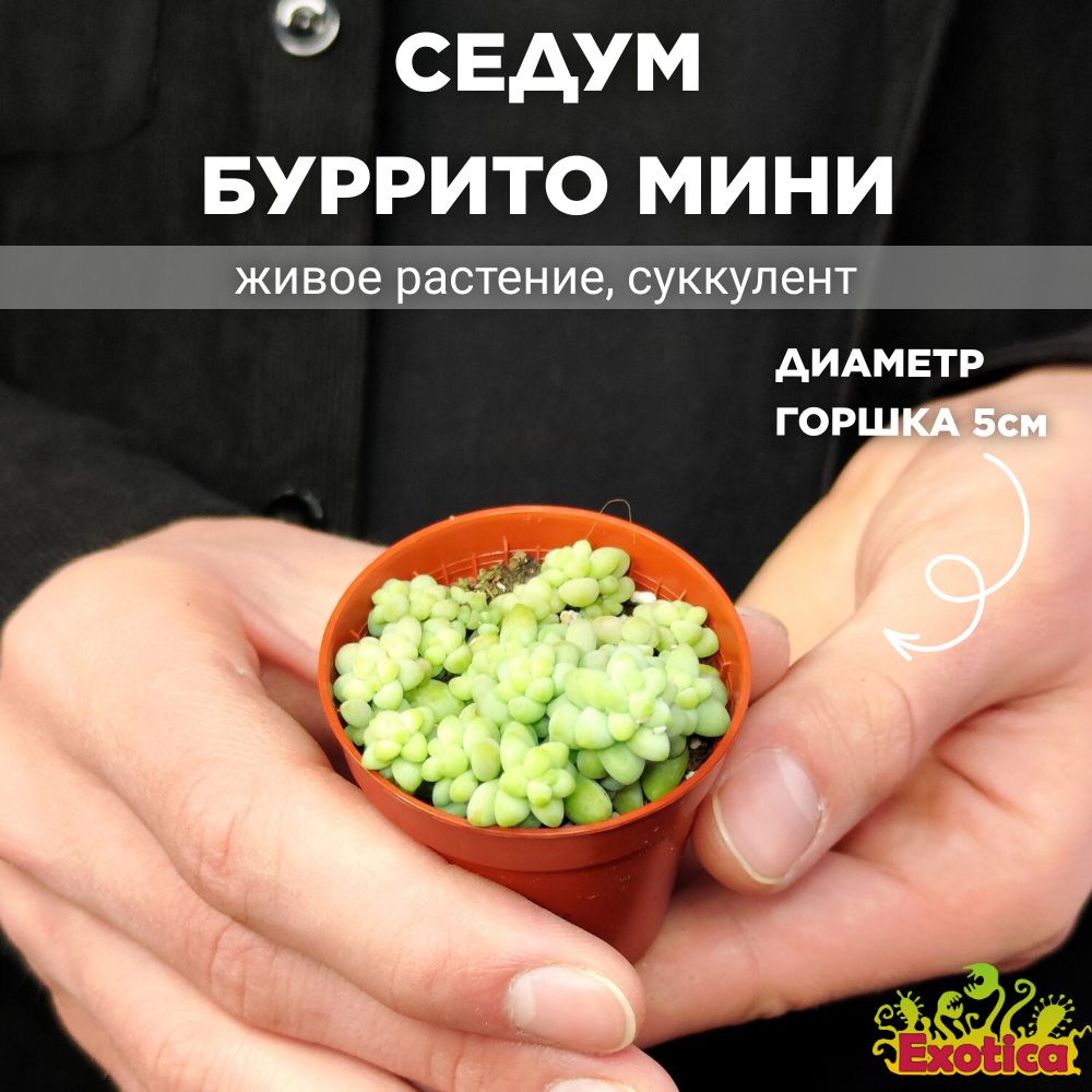 Седум Буррито Мини (Sedum Burrito Mini) D5см