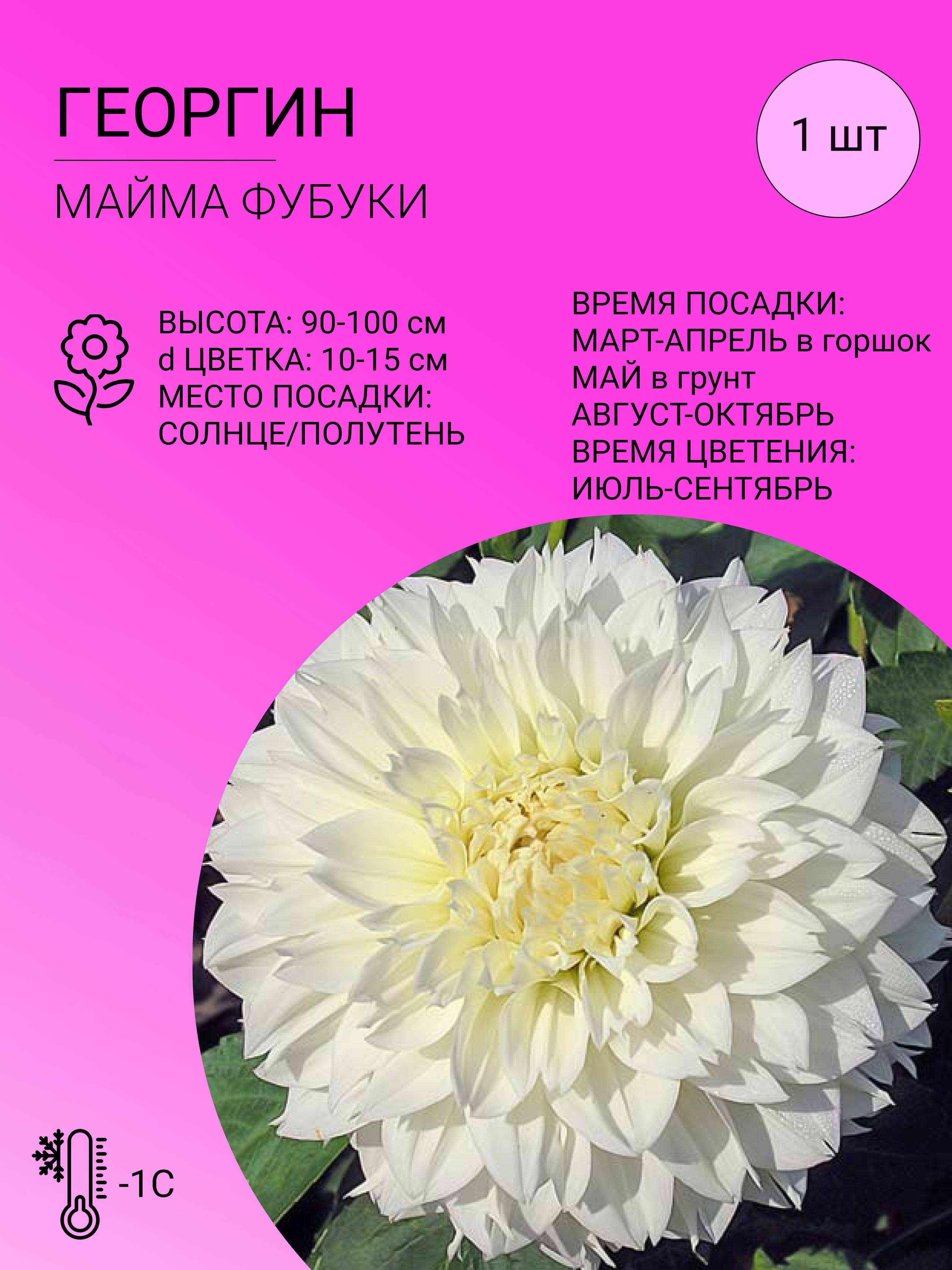 Георгин майами фубуки