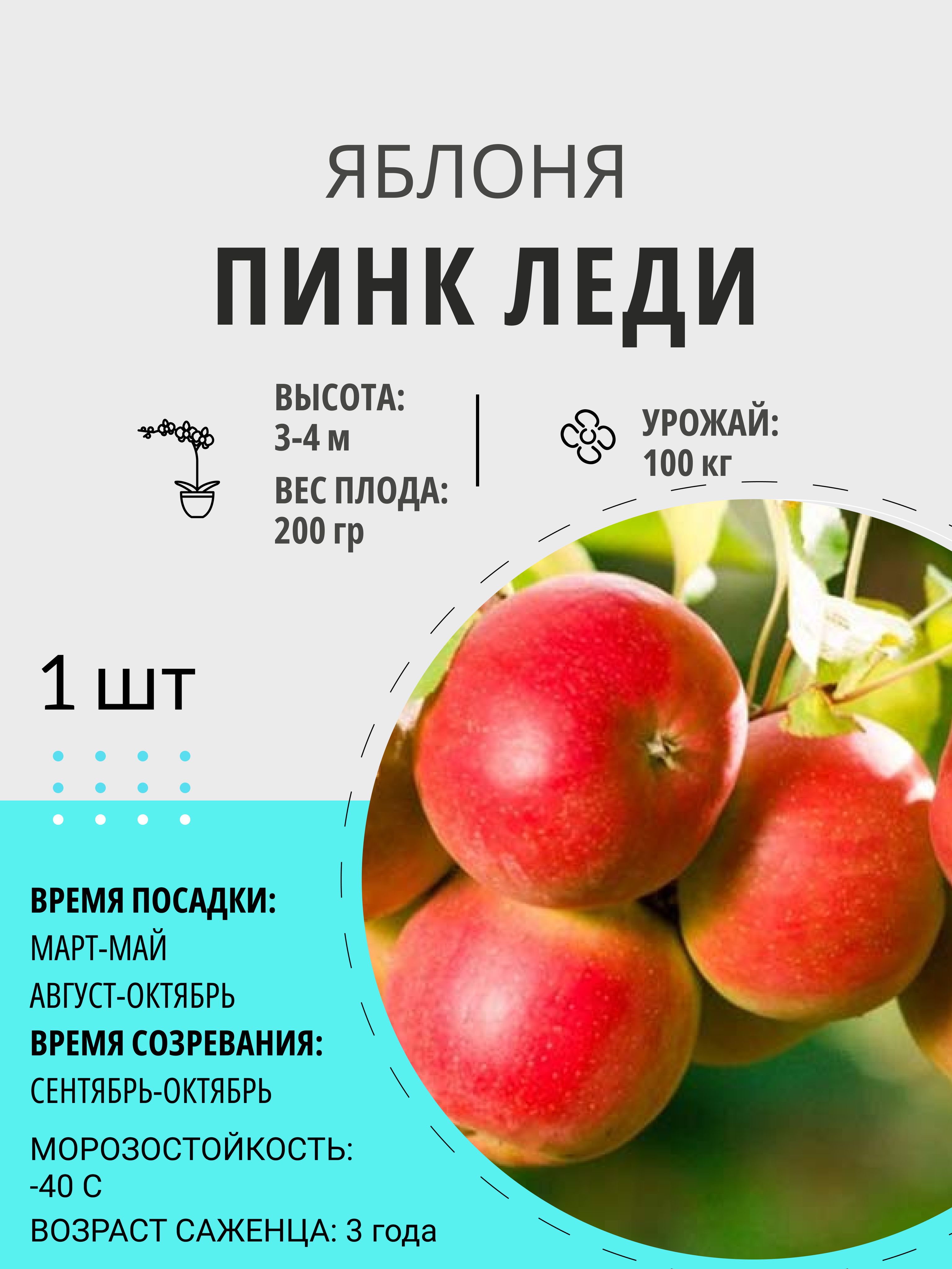 Купить Саженцы Яблони Пинк Леди
