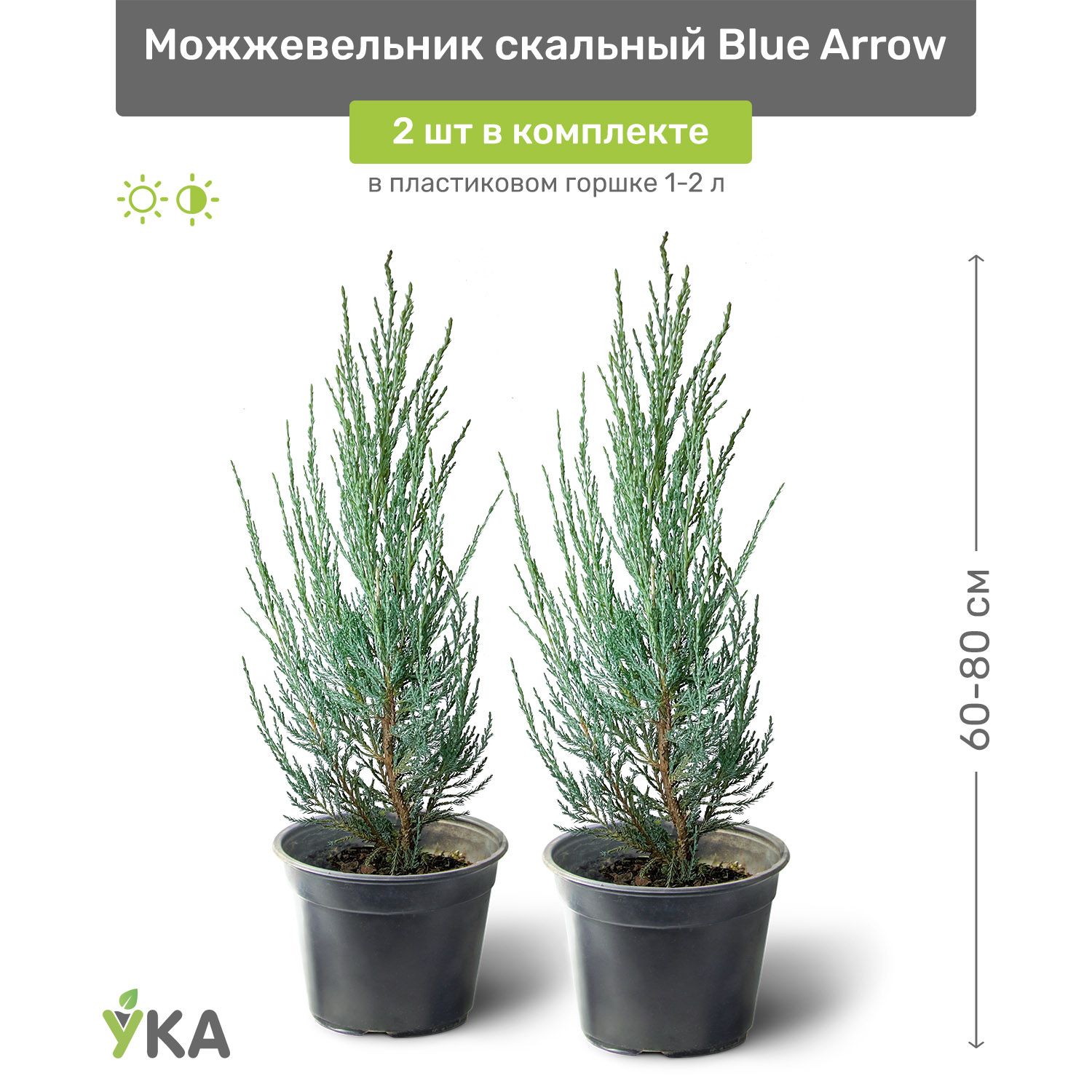 Можжевельник скальный Blue Arrow (Блю Эрроу) 60-80 см в пластиковом горшке 1-2 л, саженец, хвойное живое растение, комплект из 2 шт