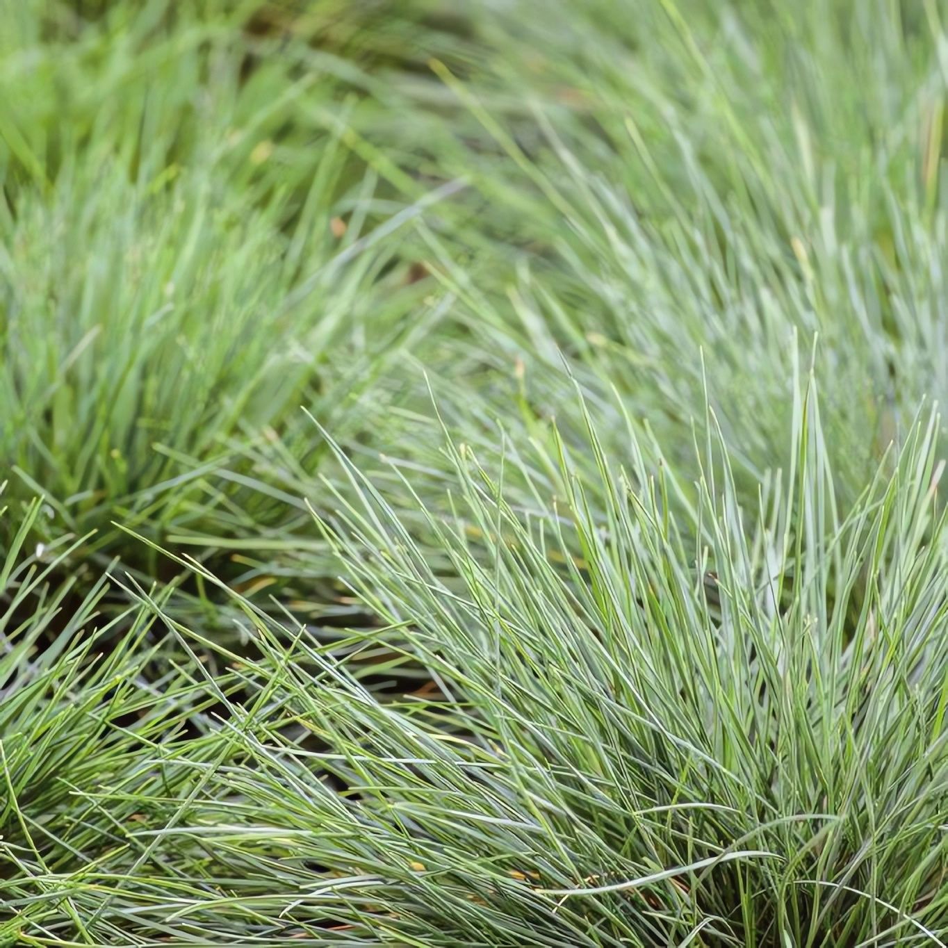 Овсяница festuca. Овсяница Meerblau. Овсяница фестука сизая. Овсяница сизая Варна. Овсяница сизая "Festuca".