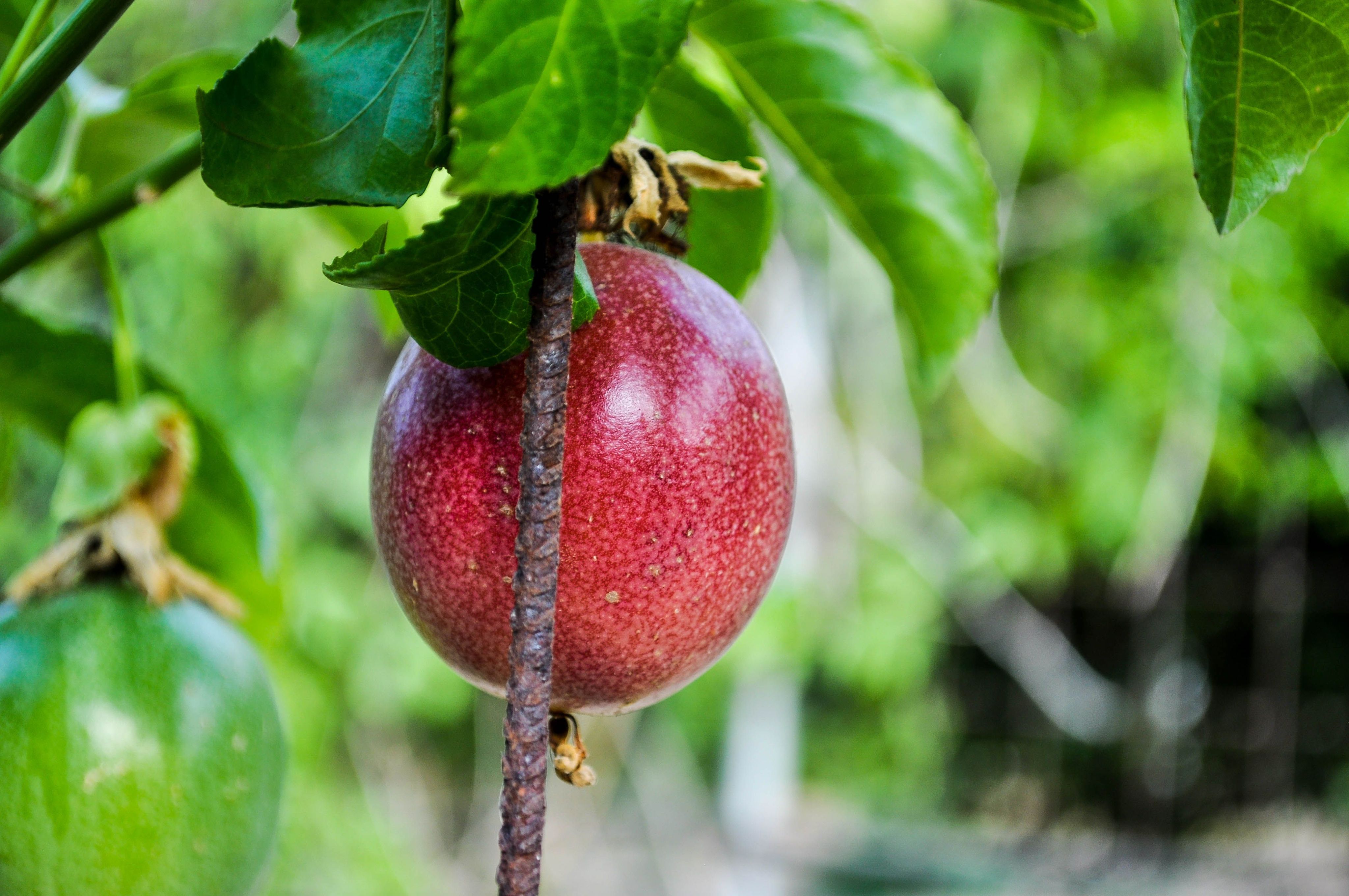 Маракуйя - Страстоцвет съедобный - Гранадилла (лат. Passiflora edulis)  СЕМЕНА 5шт + подарочек