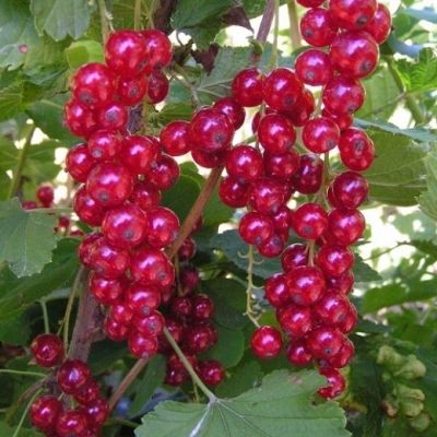 Смородина красная описание сорта фото отзывы