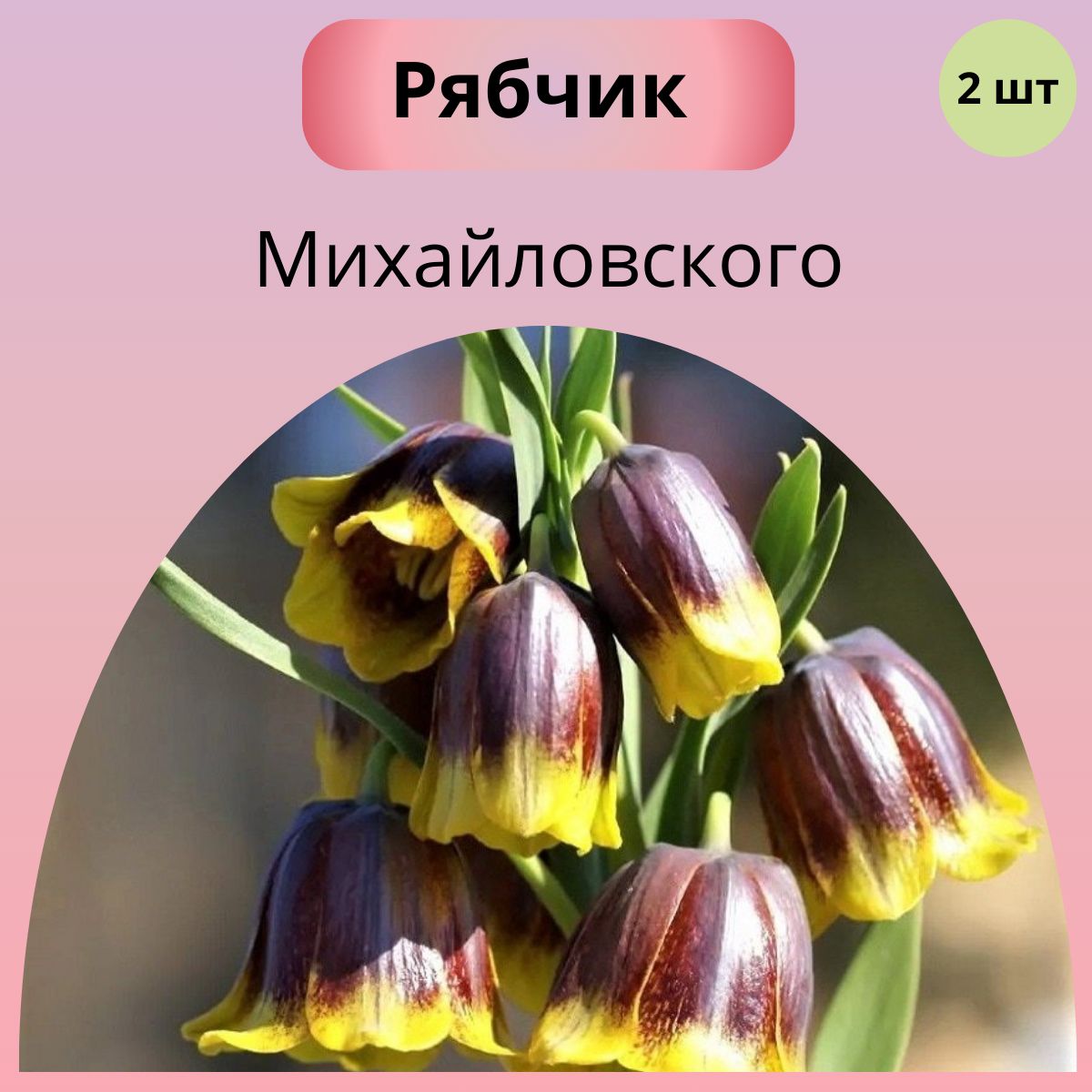 Купить Луковицы Рябчиков Недорого