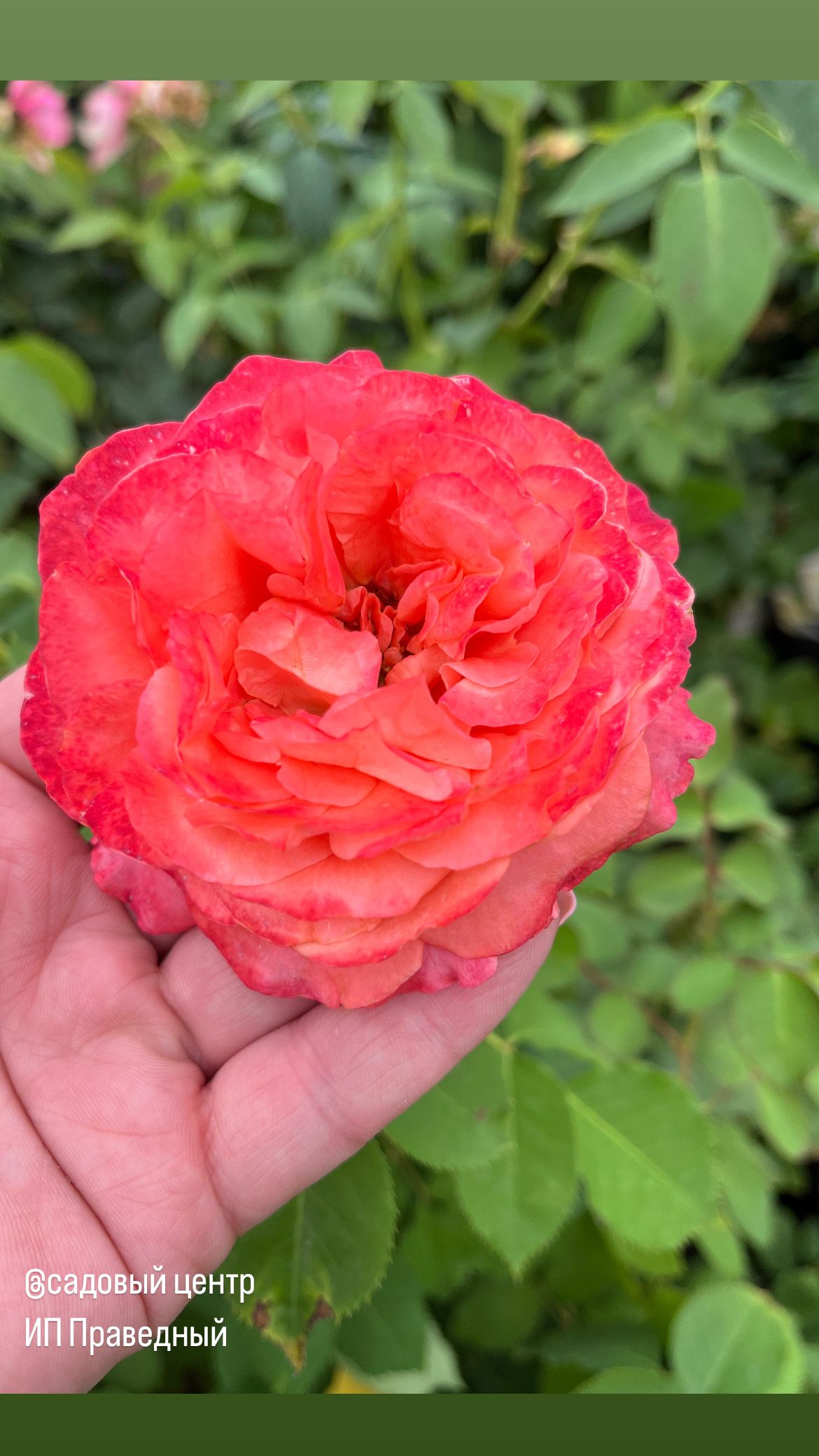 Роза Эмильен Гийо