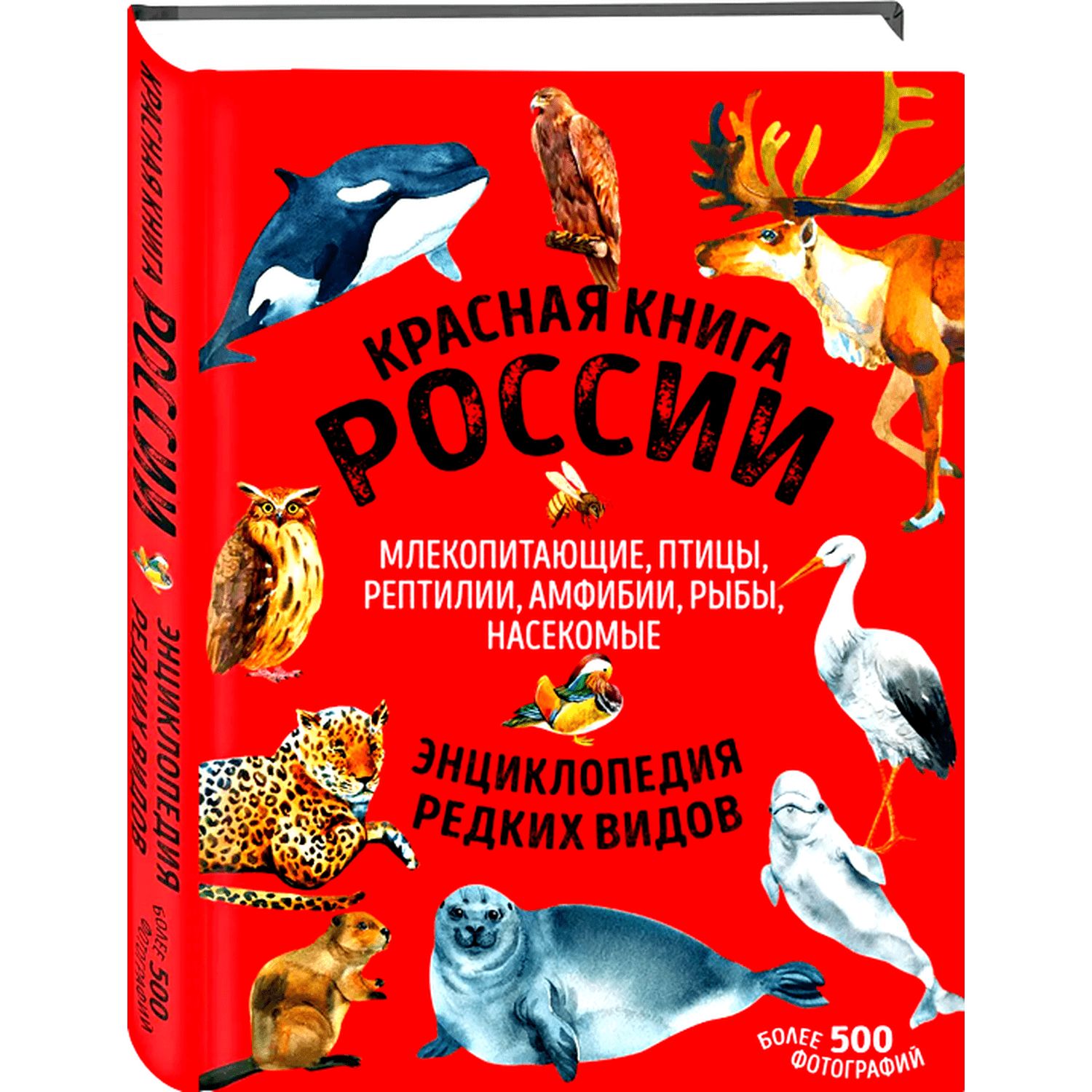 Сравнение млекопитающих птиц и пресмыкающихся. Сравнение млекопитающих птиц и пресмыкающихся