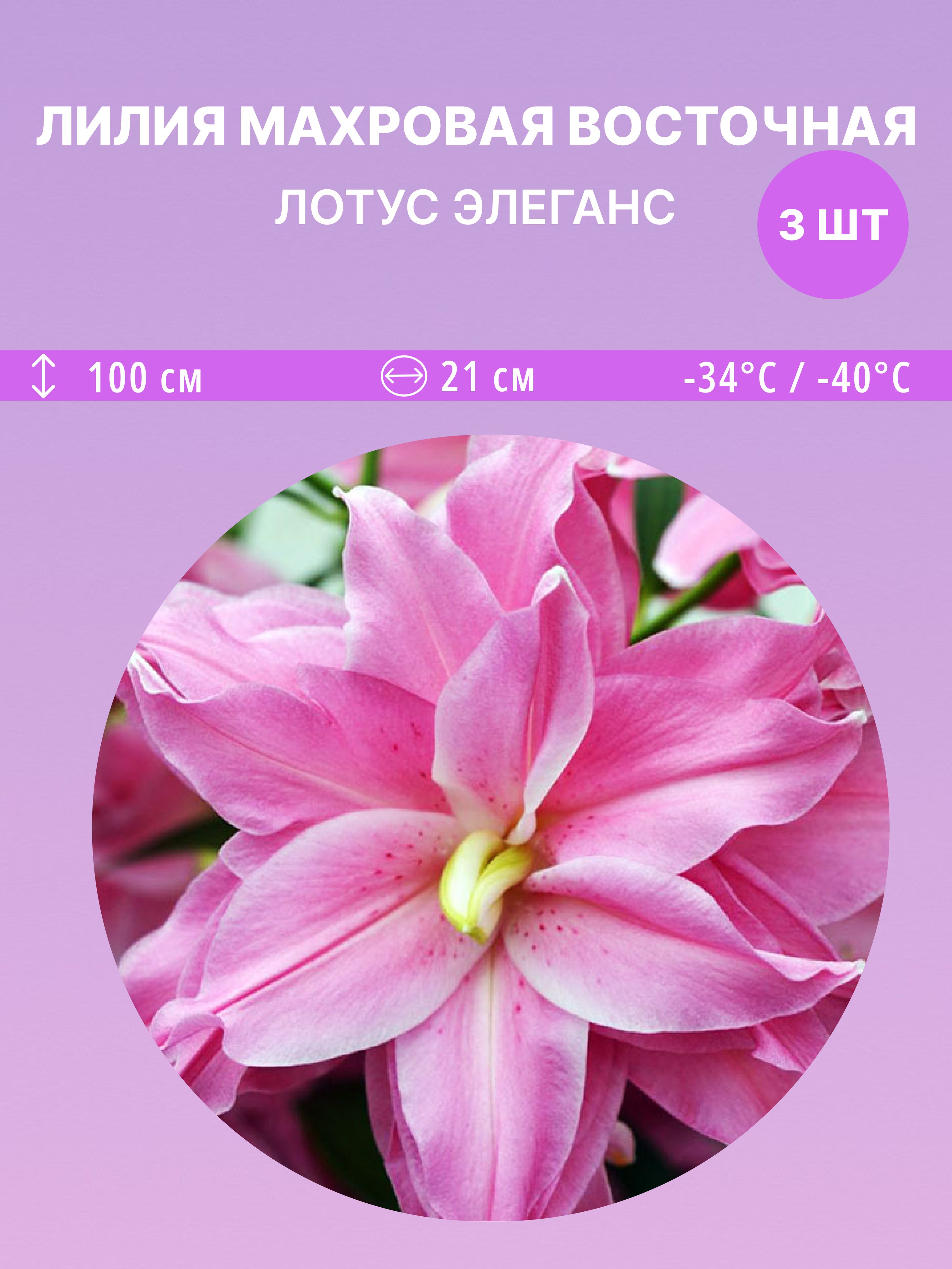 ЛилиявосточнаяЛотусЭлеганс,многолетниецветыдлясадаидачи3луковицы