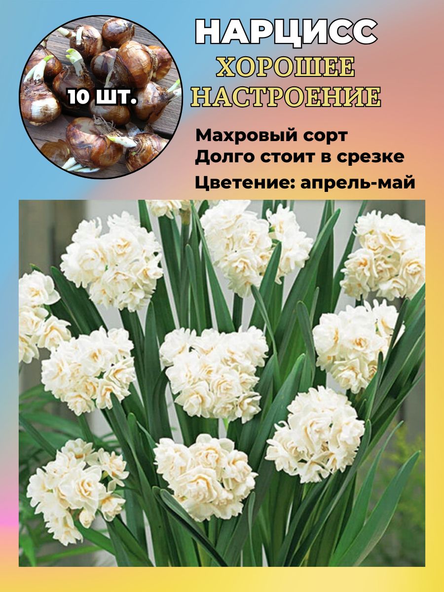 Нарцисс махровый, многолетние луковичные цветы, 10 шт.