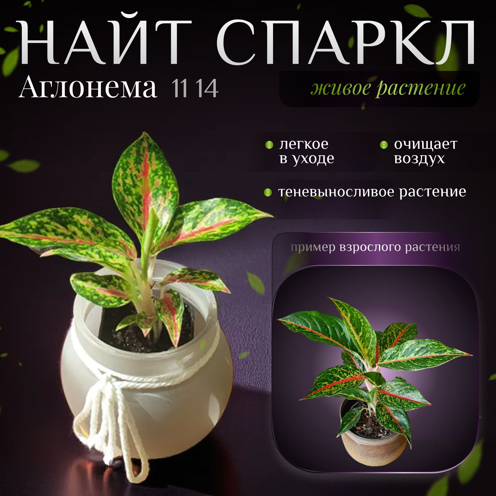 Аглаонема Найт Спаркл (Aglaonema Nightsparkle)