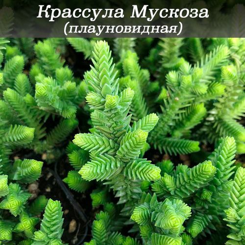 Крассула плауновидная Мускоза толстянка (Crassula Lycopodioides) комнатное растение