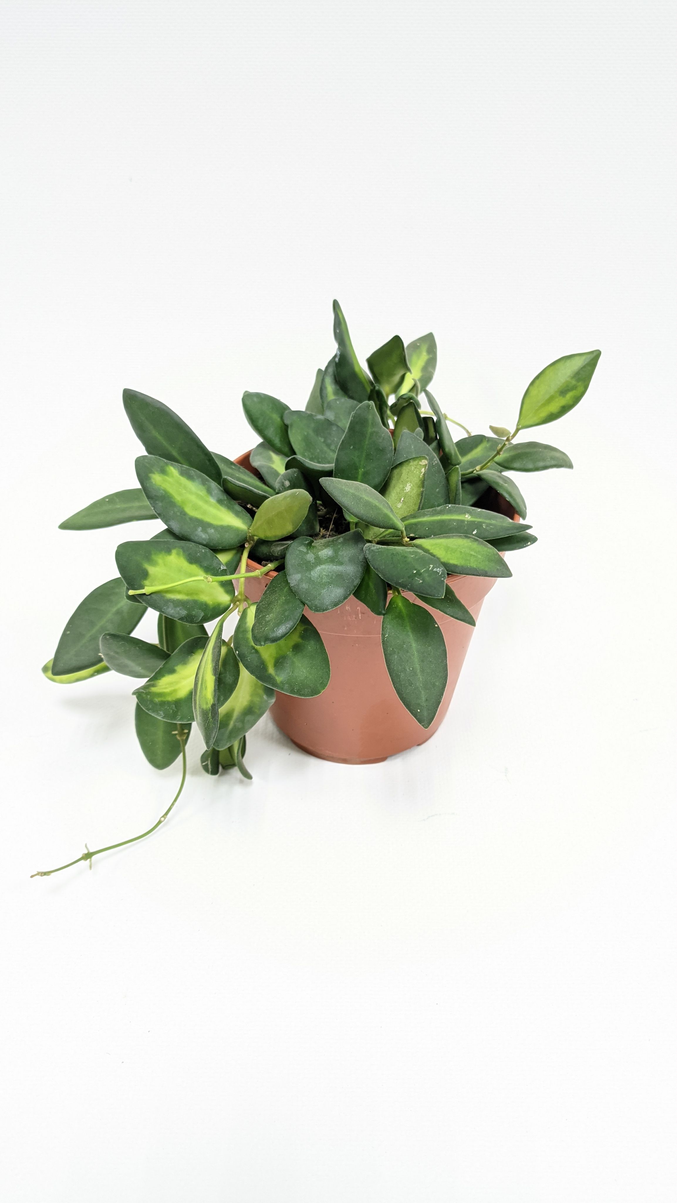 Хойя Буртони Вариегатная / Hoya Burtoniae Variegata / диаметр горшка 12см, высота 15-20см