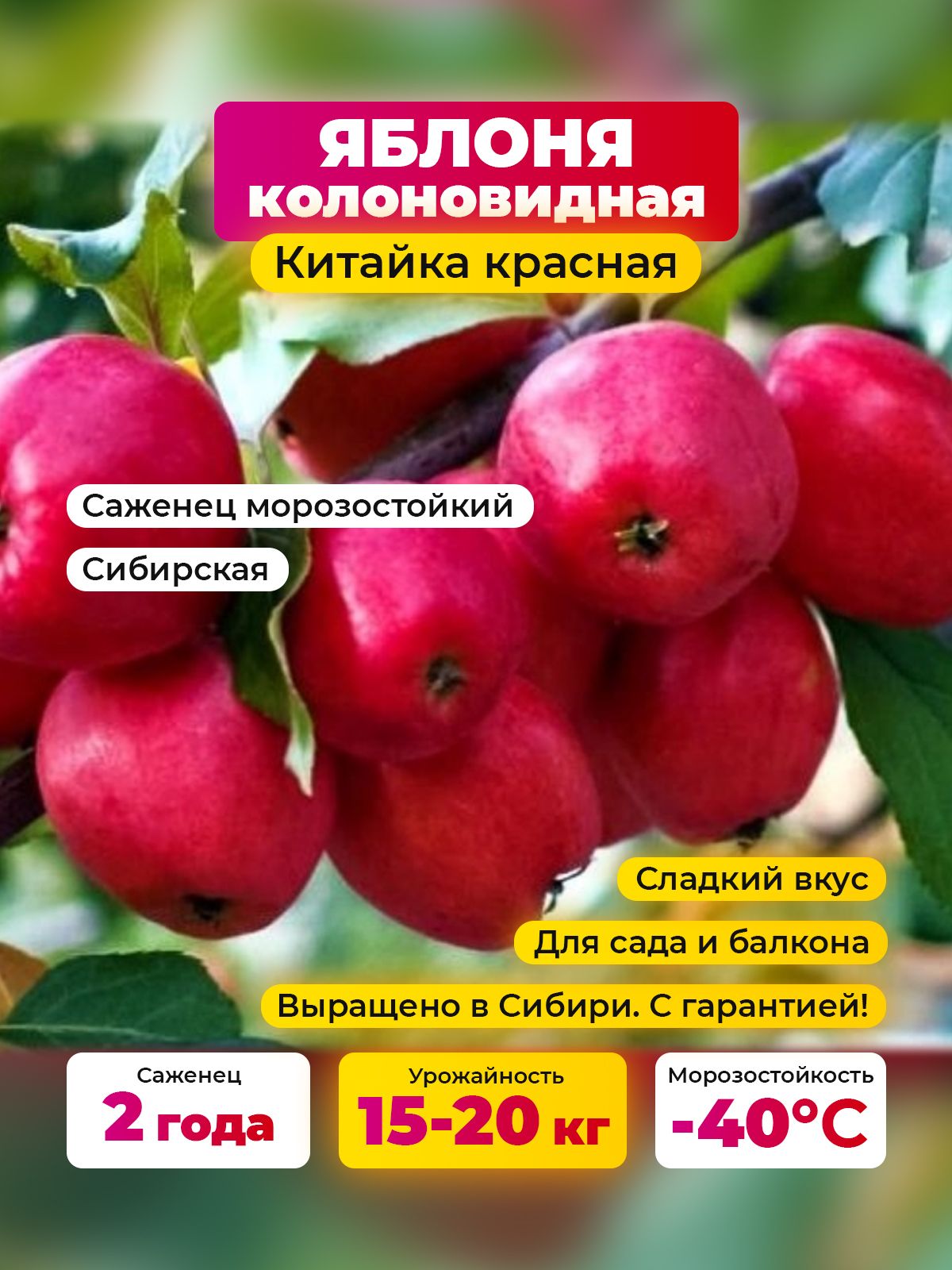СаженецморозостойкийЯблоняколоновиднаясибирскаяКитайкакрасная