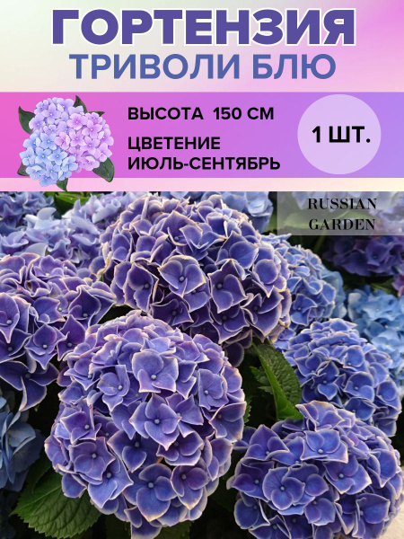 Гортензия метельчатая, саженец 1 штука купить на OZON по низкой цене в ...