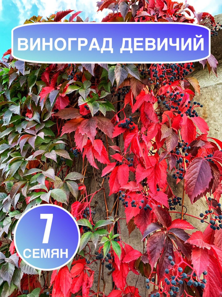 Девичий виноград Свои - ягода - купить по выгодным ценам в интернет ...