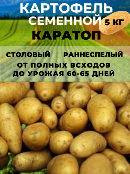 Клубни Картофель Russian Garden купить по выгодной цене в интернет ...