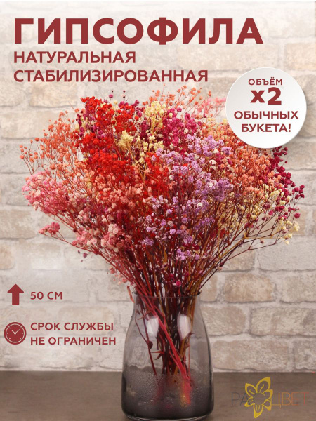 Сухоцветы РАСЦВЕТ Гипсофила, 50 см, 150 гр купить по выгодной цене в ...