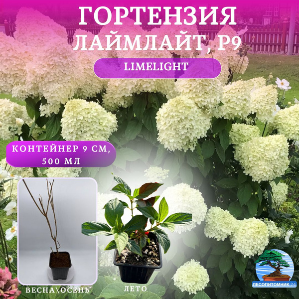 Гортензия метельчатая Лаймлайт Limelight, Р9 - купить с доставкой по ...