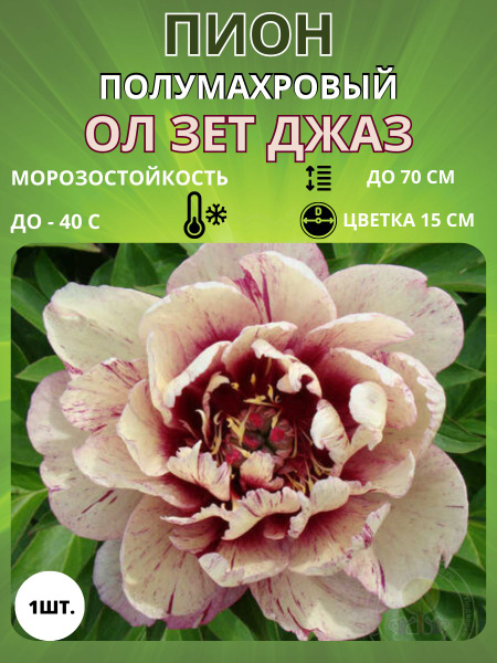 Клубни Пионы Russian Garden купить по выгодной цене в интернет-магазине ...
