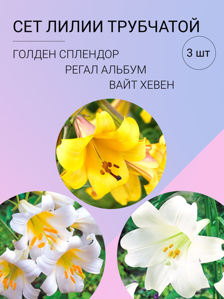 Лилии сетлилии_Голден Сплендор Регал Альбум Вайт Хевен - купить по ...