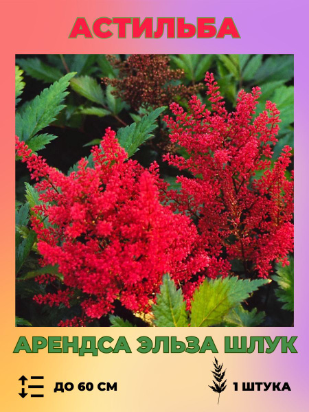 Астильба Magic Garden Астильба саженец 1 шт._Арендса Эльза Шлук ...
