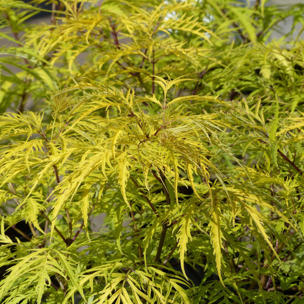 Бузина Голден Тауэр - купить с доставкой по выгодным ценам в интернет ...