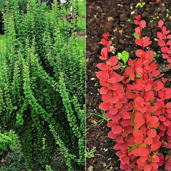 Барбарис Тунберга Эректа Высота 45-55 см. горшок 2 л. купить на OZON по ...