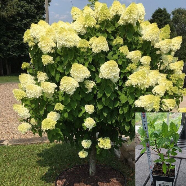 Гортензия метельчатая Hydrangea paniculata "Limelight" : С2/3, h=20-40 Сибирские