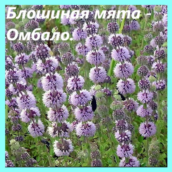 Блошиная мята -Омбало. - купить по выгодным ценам в интернет-магазине ...