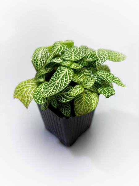 Fittonia Аgryroneura Green (фиттония зелёная) - купить с доставкой по ...