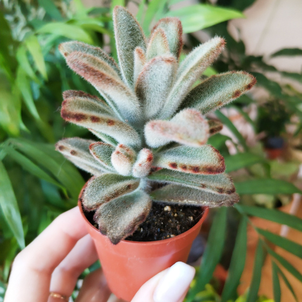 Суккулент Каланхоэ Войлочное/Томентоза (Kalanchoe tomentosa), 6 дм, 1 ...