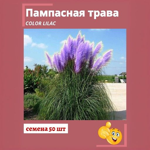 Кортадерия SVN store Кортадерия - купить по выгодным ценам в интернет ...