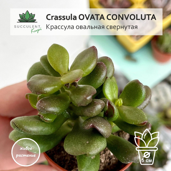 Крассула Succulent.Kupi Crassula OVATA CONVOLUTA / Крассула овальная ...