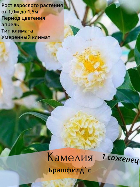 Камелия .. - купить по выгодным ценам в интернет-магазине OZON (1619726946)
