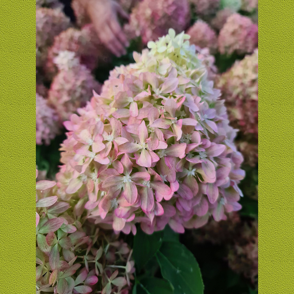 Гортензия Pixio в горшке 2 литра - купить с доставкой по выгодным ценам ...