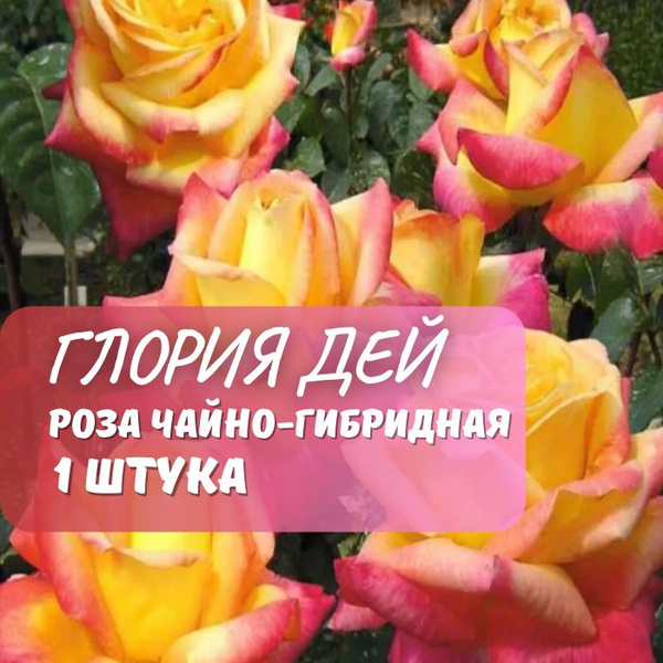 Роза чайно-гибридная Глория Дей / саженец розы - купить с доставкой по ...