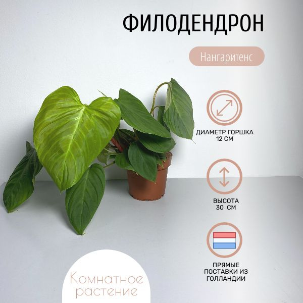 Филодендрон зеленый, светло-зеленый, 12 дм, 1 шт - купить по выгодной ...