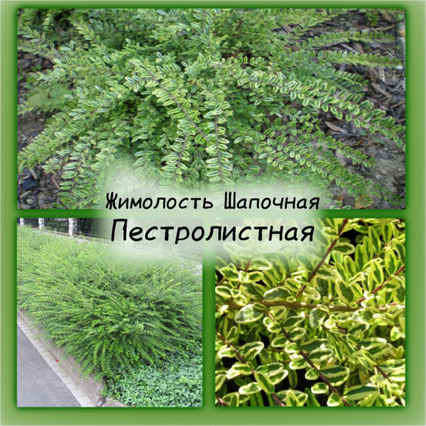 Жимолость шапочная пестролистная - купить с доставкой по выгодным ценам ...