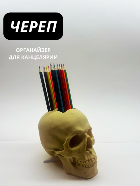 Органайзер, карандашница Череп анатомический. Подарок для медика, врача ...