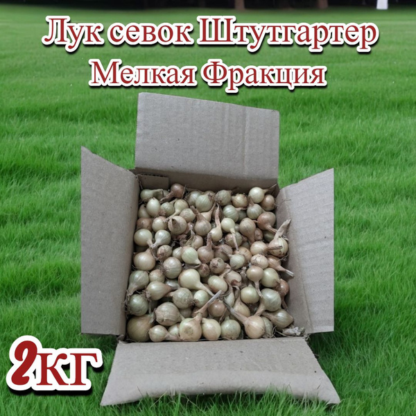 Лук севок, Лук Мелкий - купить по выгодным ценам в интернет-магазине ...