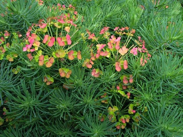 Молочай кипарисовый Euphorbia cyparissias - купить с доставкой по ...