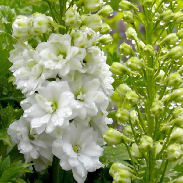 Рассада Дельфиниум (живокость) культурный Pacific Giant Galahad, С1 (1 ...