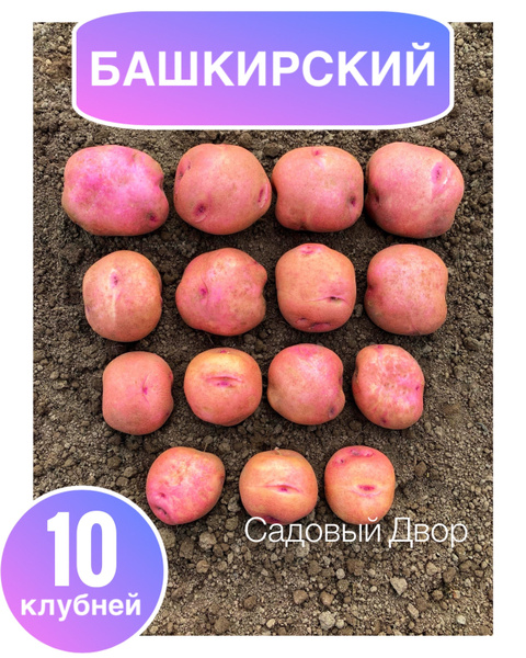Картофель Картофель - купить по выгодным ценам в интернет-магазине OZON ...