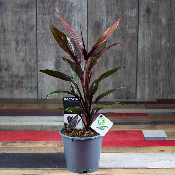 Кордилина LuxuryPlants Зеленый, 15 дм, 1 шт - купить по выгодной цене в ...