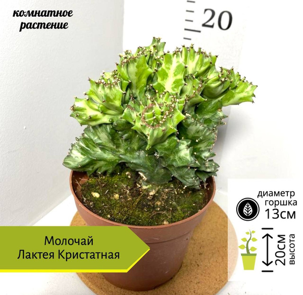 Эуфорбия Лактея Кристатная, 13 дм, 1 шт - купить по выгодной цене в ...