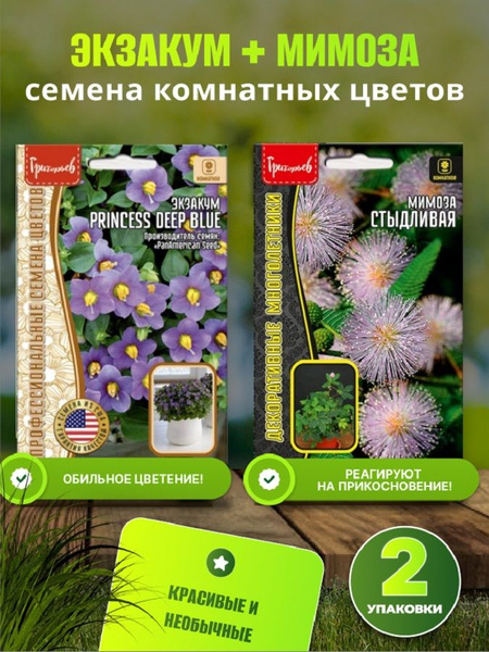Мимоза, Разнообразные комнатные Григорьев Экзакум (персидская фиалка ...