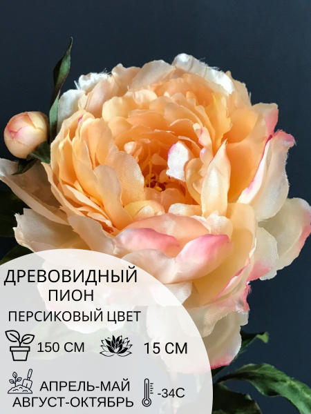 Корень пиона древовидный Персиковый Цвет, саженец многолетних цветов ...