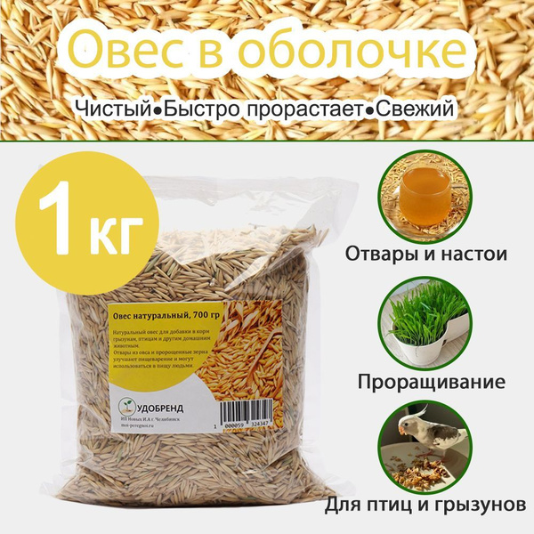Овес для проращивания, заваривания и настоя, неочищенный - 1 кг купить ...