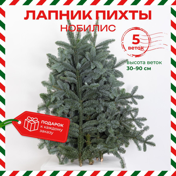 Лапник нобилис пихта 5 веток высота 30-90 см купить на OZON по низкой ...