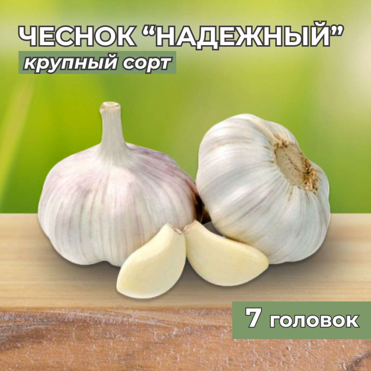 Луковицы Чеснок Калатея купить по выгодной цене в интернет-магазине OZON  (647245134)